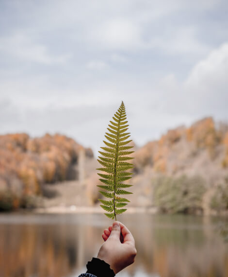 billede med leaf