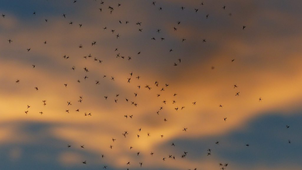 dance schools, mosquitoes, masses-1837658.jpg, myggestik, Undgaa myggestik